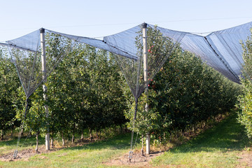 Protecting apple orchards from strong winds and hail