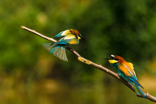 Bee eaters on the branch fight, Merops apiaster