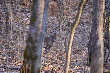 Roe deer in the forest