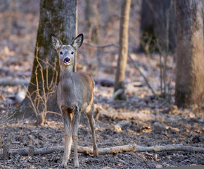 Roe deer in the forest