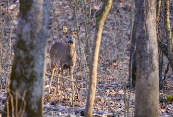 Roe deer in the forest