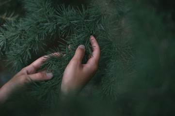 hands hold branches of green conifer with soft needles - 316955820