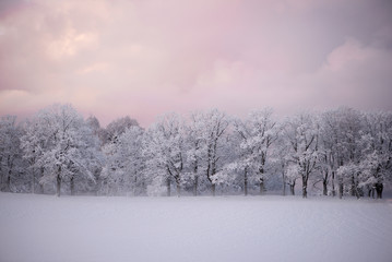 Winter cold morning landscape of nature Krimulda,Latvia
