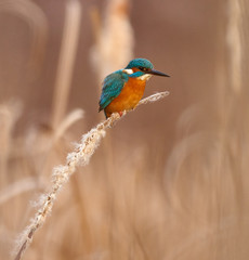 Naklejka premium Kingfisher perched on a reed