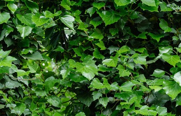Green spring English ivy (Hedera helix, European ivy) with bright young leaves. Great covering and climbing plant. Nature concept for design. Selective focus