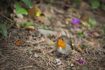 Jeune rouge-gorge posé dans un jardin