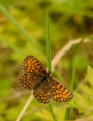 brown orange butterfly on grass blade