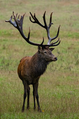 Rothirsch auf einer Waldlichtung