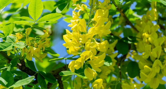 Beautiful yellow flowers of Laburnum anagyroides, common laburnum, golden chain or golden rain, against blue spring sky in sunny Tuapse city. Soft selective focus
