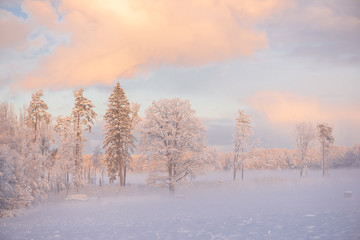 Winter cold morning landscape of nature Krimulda,Latvia