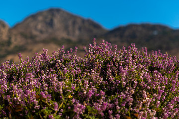 Purple flowers in front of mountains. Flowers on volcanic island Nisyros in Greece. 