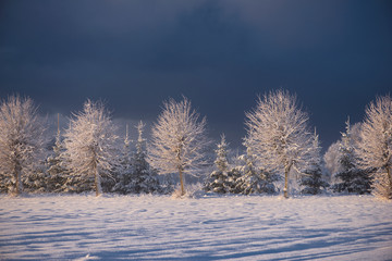 Winter cold morning landscape of nature Krimulda,Latvia