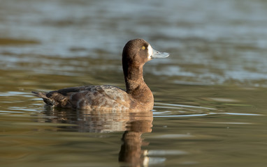 Scaup Female Swimming