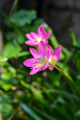 pink flower in the garden