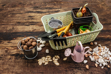 Spring planting and gardening concept. Tools, watering can, fresh onion bulbs in a bucket, expanded...