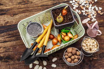 Spring planting and gardening concept. Tools, watering can, fresh onion bulbs in a bucket, expanded...