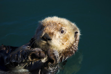 Sea otter (Enhydra lutris) in Pacific Ocean, close-up