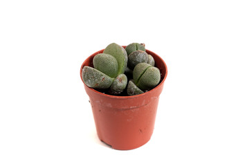 tiny cactus on a vase