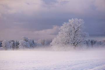 Winter cold morning landscape of nature Krimulda,Latvia