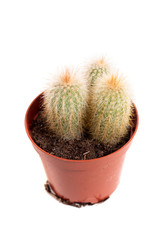 tiny cactus on a vase