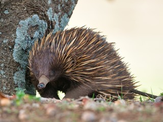 Echidna standing near a tree surrounded by grass under sunlight