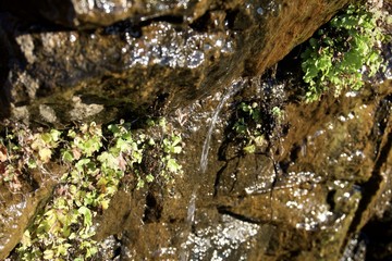 green moss on a rock with water