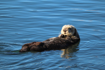 Southern sea otter (Enhydra lutris) in central California, USA