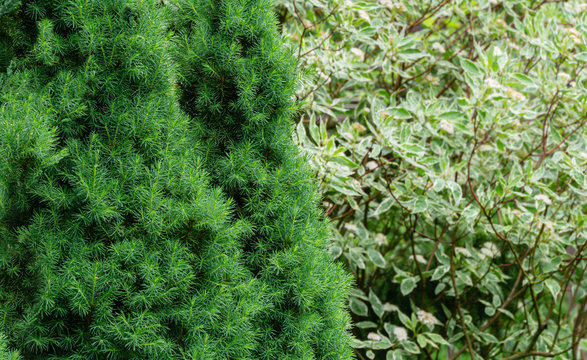 Close-up bright green short needles of Canadian spruce Picea glauca Conica on left on blurred background of variegated bush Cornus alba Elegantissima in right. Nature concept for design