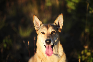 Happy dog sitting in grass in summer field