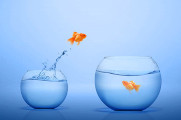 Goldfish jumping out into a bigger fishbowl