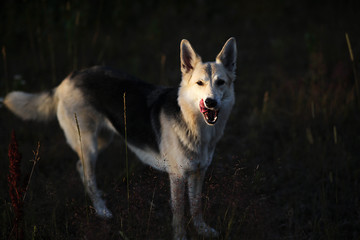 Happy dog standing in nature in grass