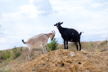 two black and white goats in the desert on the hillock