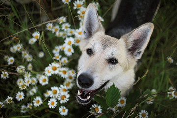Loyal sitting dog amidst chamomiles at summer day