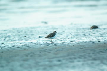Common sandpiper (Actitis hypoleucos) is a bird species from the family Scolopacidae, of the genus Actitis. This bird is a type of crustacean-eating birds, insects, invertebrates
