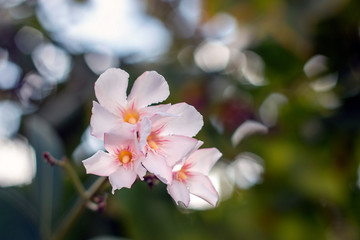Oleander Flowers (Nerium oleander)