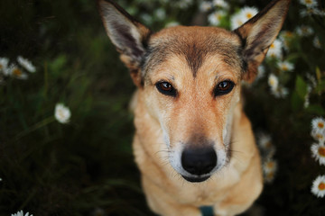 Happy dog in blooming field at summer day