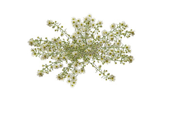 Branch of white wildflowers for flowers bouquet