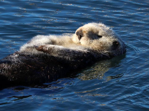 Southern Sea Otter (Enhydra Lutris) In Central California, USA