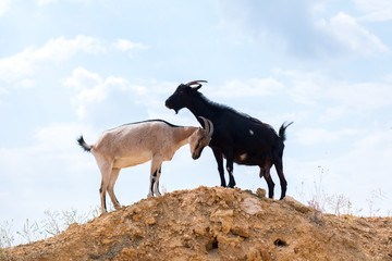 two black and white goats in the desert on the hillock