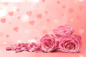 Pink rose and rose petals on a pink background