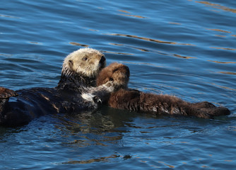 Endangered southern sea otter (Enhydra lutris) mother holding baby pup