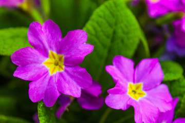 purple flower 