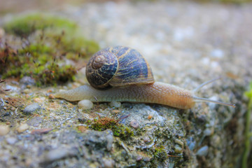 snail 