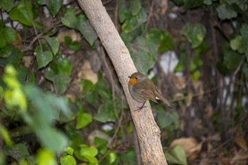 Jeune rouge-gorge perché sur une branche