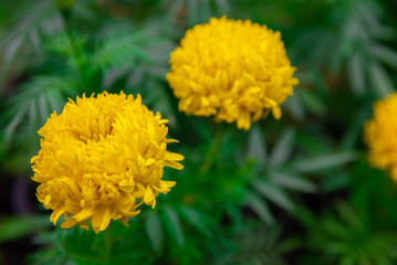 Yellow marigolds also known as tagetes erecta flower. Closeup the yellow flower and green leave background in the garden.