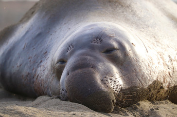 Male northern elephant seal (Mirounga angustirostris) near Piedras Blancas rookery, central California near Cambria and San Simeon, California, USA
