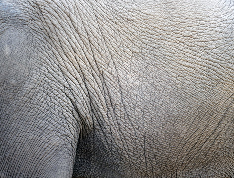 Elephant skin background