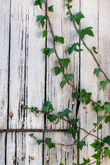  old wooden door texture with ivy plant