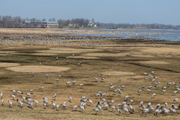 Tranedancing at Hornborga lake.