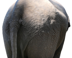 Rear on an elephant